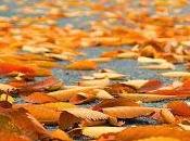 Leaves Fall, Recall Thoreau's Meditation Etymology Word "Leaf"