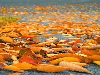 Leaves Fall, and I Recall Thoreau's Meditation on the Etymology of the Word 