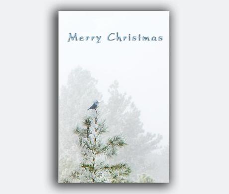 https://www.etsy.com/listing/167499157/bird-christmas-card-free-shipping?ref=shop_home_active