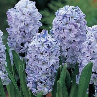 Blue Ice (Sky Jacket) Hyacinth