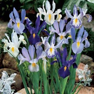 Blue And White Dutch Iris Blend