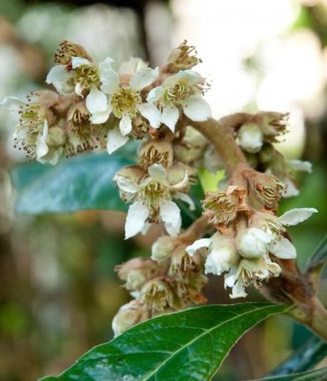 Eriobotya in bloom_