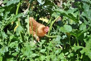 Chicken having a scratch in the vegetable patch