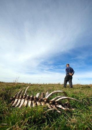 John Koski walks near cattle bones on his Matchwood Township farm Thursday, Oct. 10, 2013. The 68-year-old, who has a second cattle farm in Bessemer, has the highest number of reported wolf attacks in Michigan. Koski supports the upcoming Upper Peninsula wolf hunt. (Cory Morse | MLive.com) 