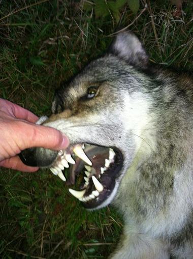 This wolf was killed on the Ontonagon County cattle farm managed by Duane Kolpack.Courtesy photo/Tom Dykstra