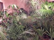 Welcome Jungle (Hut)