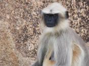 DAILY PHOTO: Gray Langur Watchmonkey