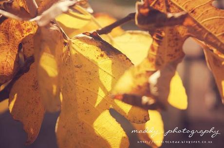 Sunday Snaps #3 - Autumn is a Second Spring where every Leaf is a Flower