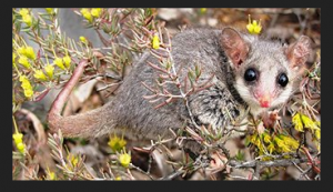 Pilliga mouse