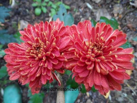 Chrysanthemum Little Red