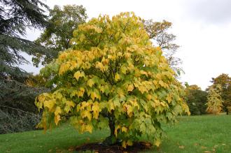 Acer pectinatum (21/10/2013, Kew Gardens, London)