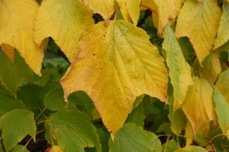 Acer pectinatum Autumn Leaf (21/10/2013, Kew Gardens, London)