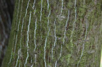 Acer pectinatum Bark (21/10/2013, Kew Gardens, London)