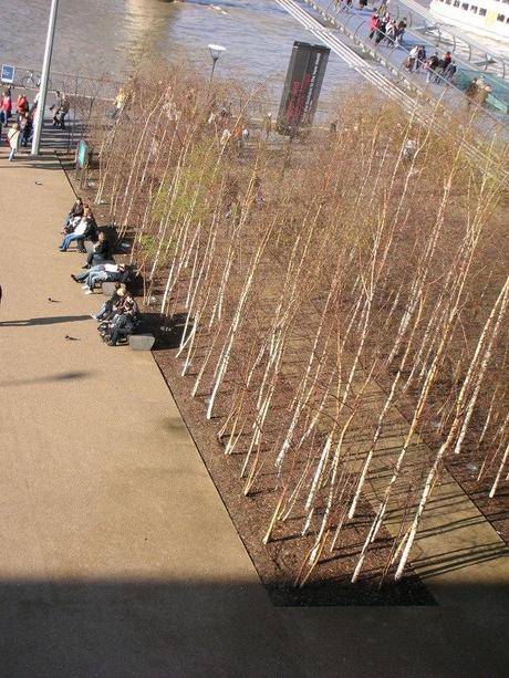 Tate Modern Landscape Birch Trees Form Above
