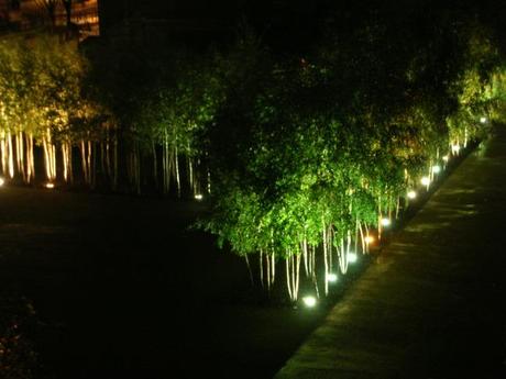 Tate Modern Landscape Birch Trees Night