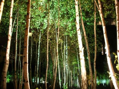 Tate Modern Landscape Birch Trees Uplight