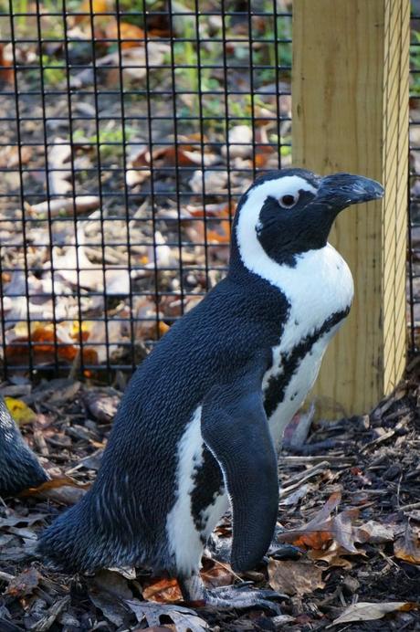 The Penguin Ambassador at the Baltimore Zoo