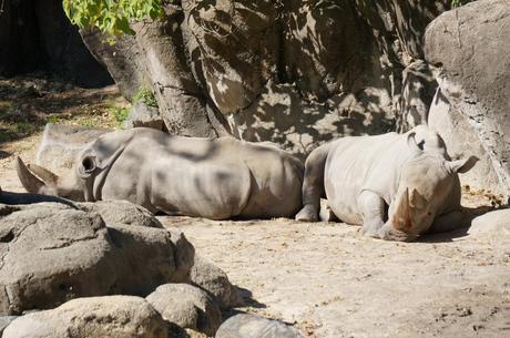 Black Rhinos Basking at the Zoo in Maryland