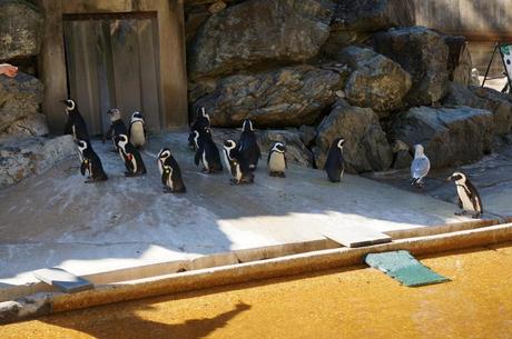 African Penguins at Maryland Zoo