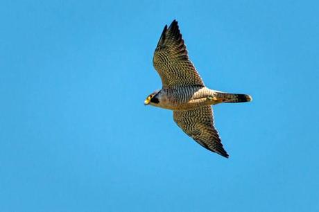 Peregrine-Falcon