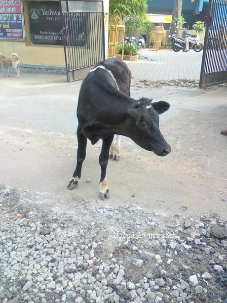 vidya sury cow happiness