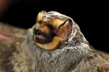 The hoary bat is one of the North American bat species currently being slaughtered by 