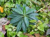 Foliage Follow-Up November 2013