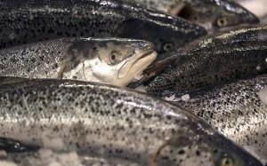 Farmed Norway salmon at a market in France. Joel Saget/AFP/Getty Images