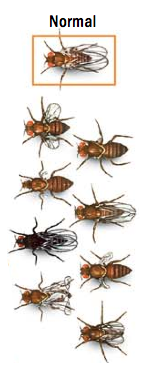 Life was not created