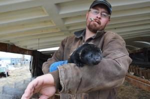 John Ages, who helps Monty Ages and Doyle Checketts run their mink farm, holds up a female mink that was caught after being released purposefully by an unknown individual or group. Photo: Erin Fenner