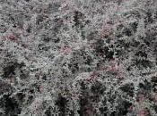 Cotoneaster Buxifolia