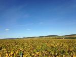 #Terroir-ist Tuesday: Chablis, Part 2