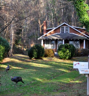 Asheville Back Roads -- Beaver Run and Spooks Branch