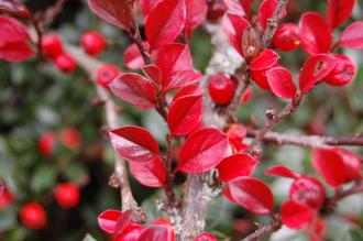 Cotoneaster moupinensis Autumn Leaf (21/10/2013, Kew Gardens, London)