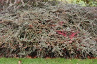 Cotoneaster moupinensis (21/10/2013, Kew Gardens, London)