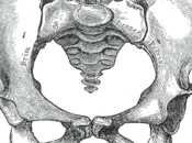 Differences Between Male Female Pelvic Structures