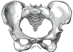 Differences Between Male and Female Pelvic Structures