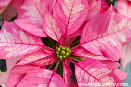 Sparkling Punch Poinsettia