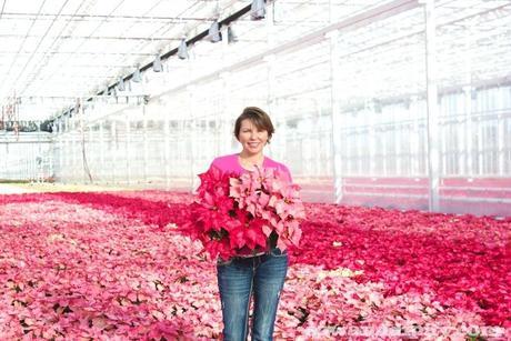 Pink Poinsettia's