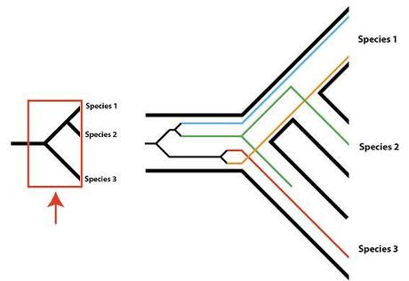 Did Neanderthals and humans interbreed?