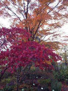 A visit to Bristol Botanic Garden