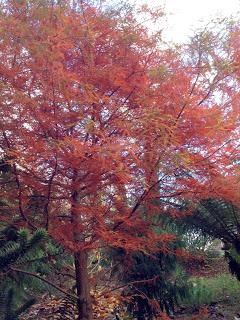 A visit to Bristol Botanic Garden