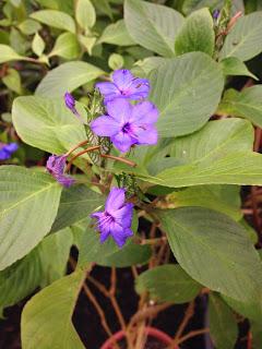 A visit to Bristol Botanic Garden