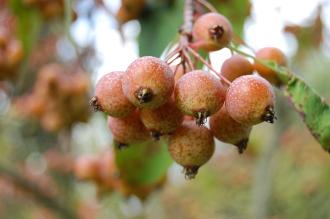 Malus prattii Fruit (21/10/2013, Kew Gardens, London)