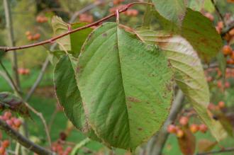 Malus prattii Leaf (21/10/2013, Kew Gardens, London)