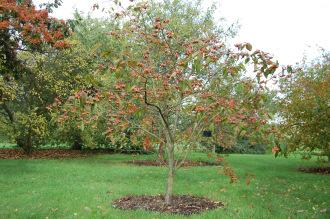 Malus prattii (21/10/2013, Kew Gardens, London)