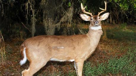 Lawful Florida Gun Owner Shoots Robot Deer Gets Arrested