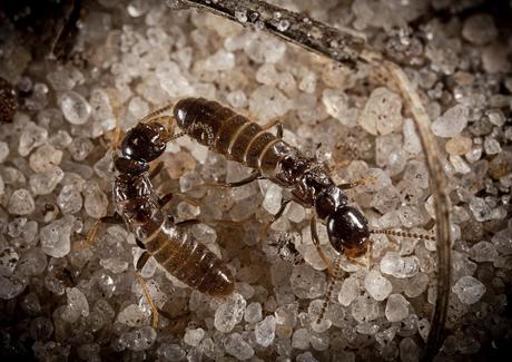 PPMA55_Termites