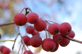 Malus rockii Fruit (21/10/13, Kew Gardens, London)