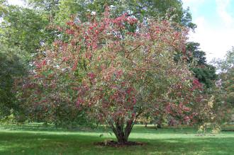 Malus rockii (21/10/13, Kew Gardens, London)